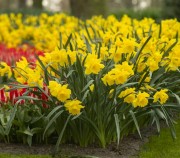 Pavasara ziedošais dārzs - Holande. 30/04/2019